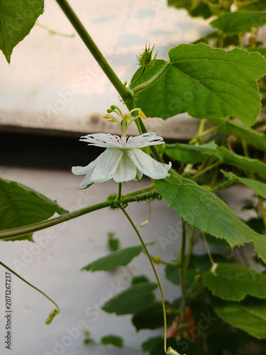 Tropical Wild Passionfruit Plant with Delicate White Blossoms