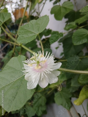 Tropical Wild Passionfruit Plant with Delicate White Blossoms
