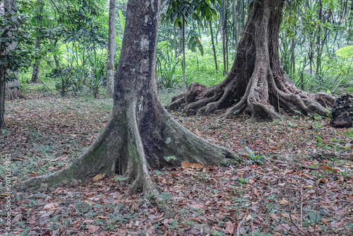 Принти на полотні Two mature tropical trees display sculptural buttress roots above a leaf covered