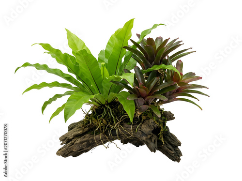Epiphytic jungle plants growing on a weathered log, isolated on transparent background