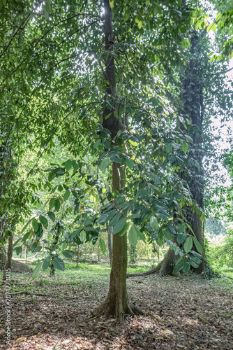Slender tropical tree with a broad leafy crown standing in shaded woodland, ideal for forestry, growth, habitat, landscape, and sustainable environment concepts.