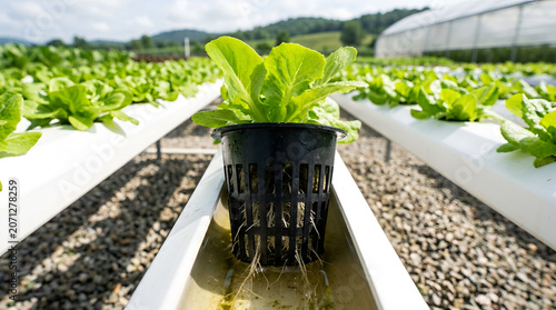 Hydroponic Lettuce Cultivation in a Modern Greenhouse Farm System