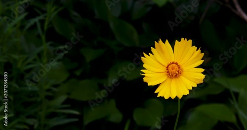 Single yellow coreopsis flower blooming with left copy space