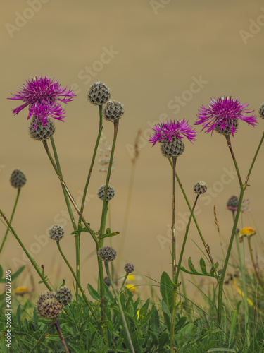 Принти на полотні A cluster of common knapweed flowers 'Centaurea nigra' in full bloom on coastal