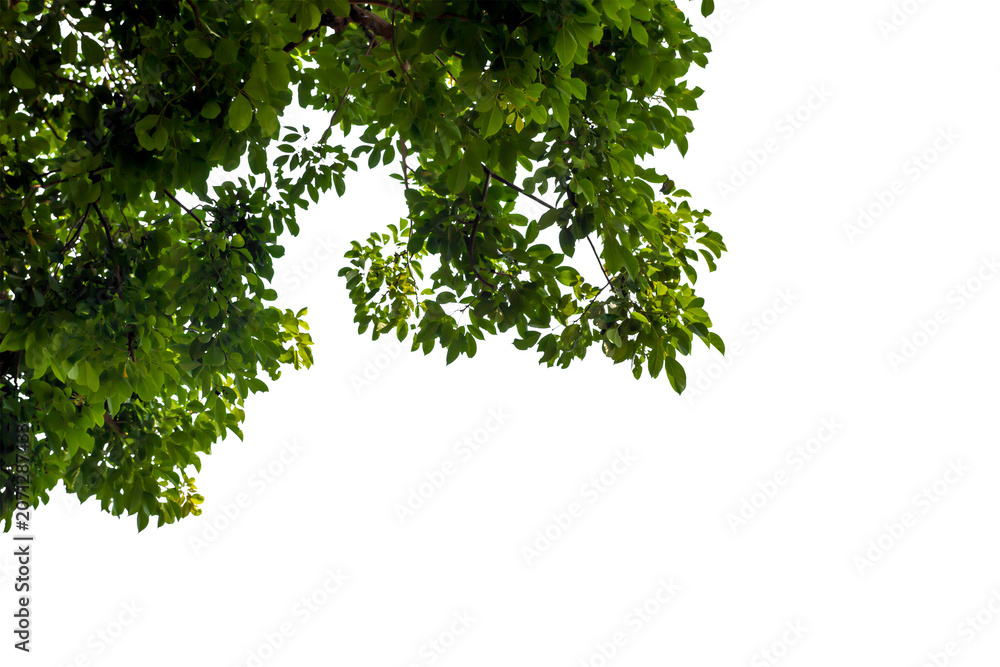 Fototapeta premium Green Tree Branches and Leaves Frame Isolated on Transparent Background