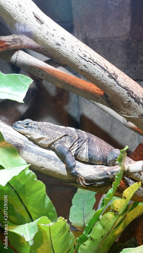 A Grey Monitor Lizard Resting on a Wooden Branch in a Lush Tropical Terrarium Habitat