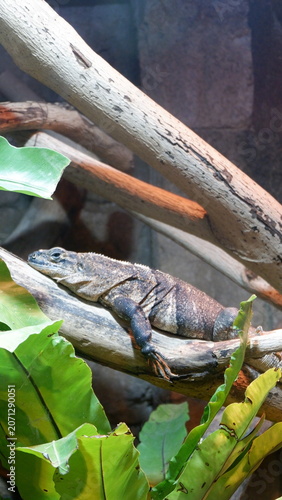Exotic Spiny-Tailed Iguana Resting Peacefully on a Sturdy Tree Branch within a Naturalistic Tropical Habitat Terrarium Enclosure