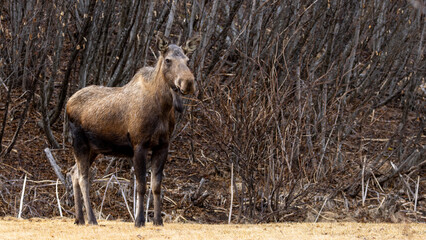 Moose Cow Making Direct Eye Contact in the Thickets Near Homer, Alaska