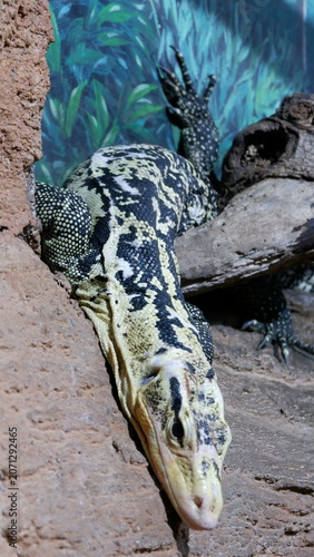 Vibrant patterns adorn the scaled skin of a majestic monitor lizard, capturing the essence of untamed wilderness and the intriguing beauty of a reptilian encounter