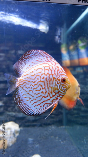 A vibrant discus fish with intricate orange and white patterns gracefully glides through a freshwater aquarium, showcasing its stunning colors and unique aquatic beauty