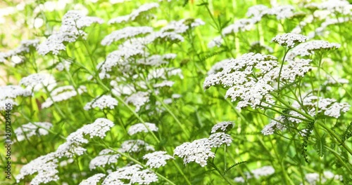Beautiful white yarrow flowers blooming with left copy space