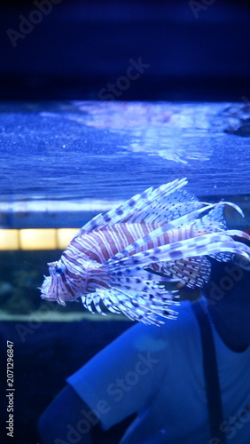 Close-up of a vibrant lionfish gracefully navigating its underwater habitat, showcasing its striking patterns and venomous fins in a deep blue aquarium