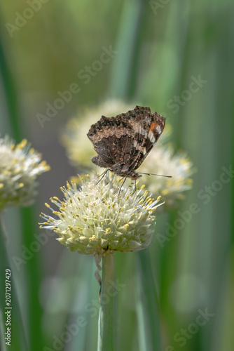 A butterfly sits on a green onion flower on a summer day