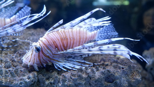 Exotic Lionfish with distinctive venomous spines resting on a coral reef in a deep blue underwater marine environment