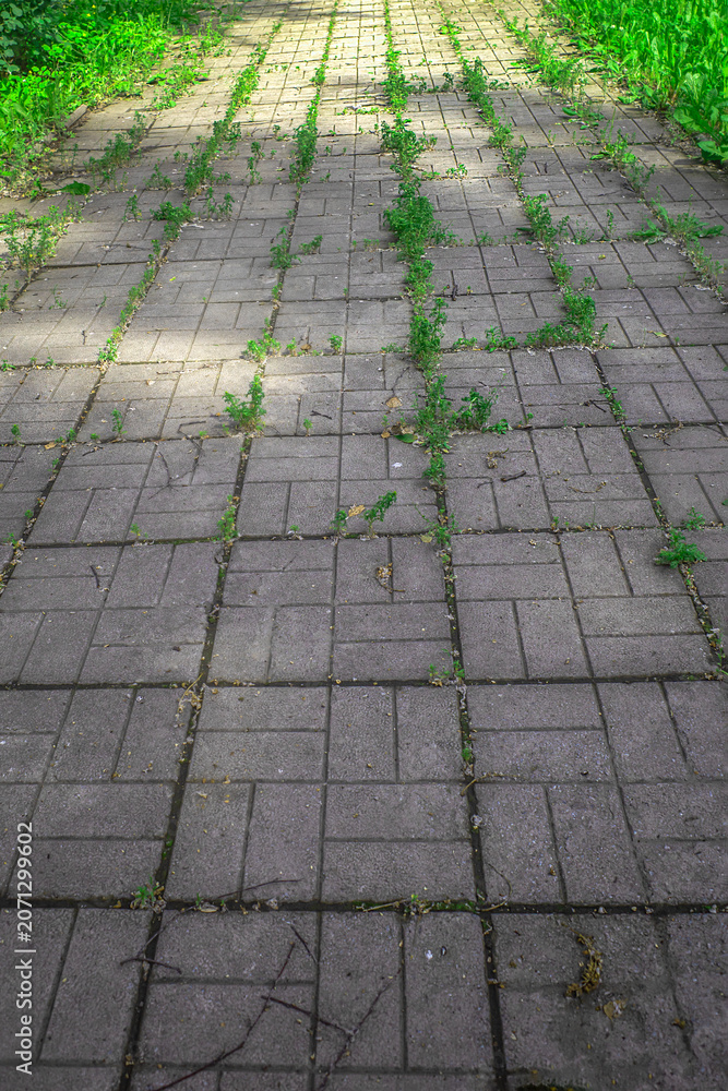 Fototapeta premium A fragment of an overgrown sidewalk made of paving slabs on a summer day