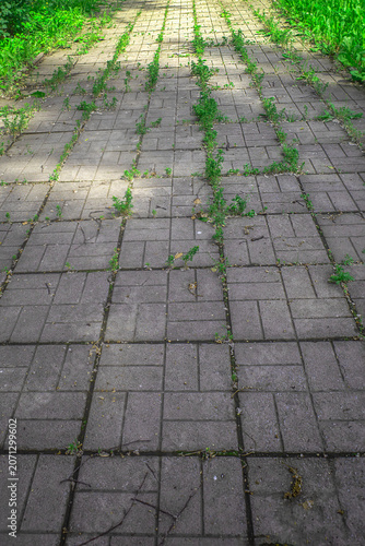 A fragment of an overgrown sidewalk made of paving slabs on a summer day