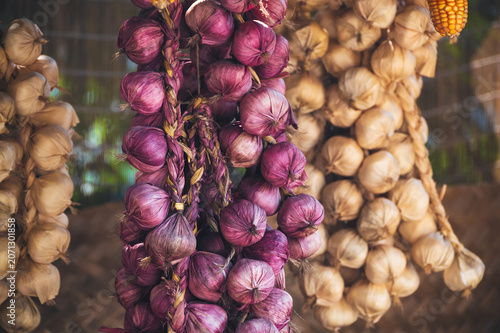 harvest of onions and garlic is dried on the farm in autumn