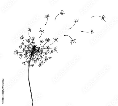 A sketch of field dandelion with flying seeds.
