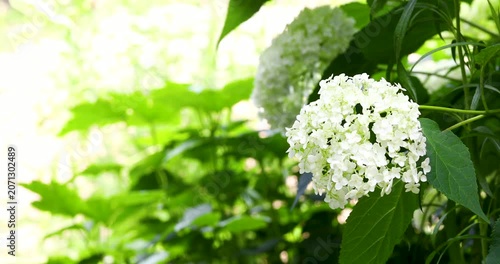 Beautiful white hydrangea flower blooming with left copy space