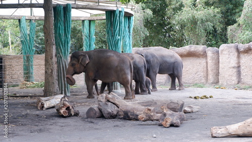 Group of elephants standing in an outdoor zoo enclosure featuring logs and natural trees
