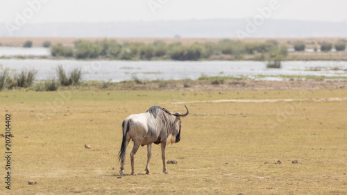Wildebeest walking by lake in Amboseli National Park in Kenya Africa