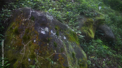 Moss covered boulder amongst lush greenery in a tropical forest depicting the natural textures and vibrant ecosystem of Java mountain landscapes