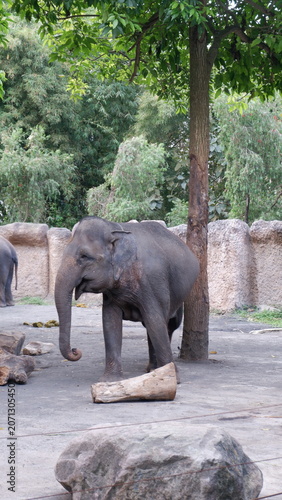 Majestic Asian Elephant Standing Calmly in a Peaceful Woodland Habitat Enclosure