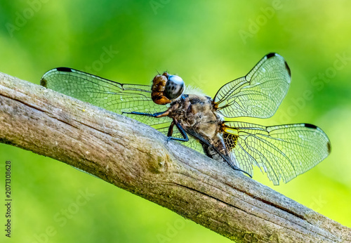 Spitzfleck Libelle (Sympetrum flaveolum, Common Darter)