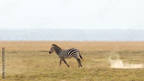 Zebra kicking up dust while running in Amboseli National Park in Kenya Africa KEN