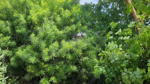 green grass in the garden tree