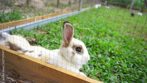 Rabbit lay on grass in cage