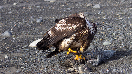 Juvenile Bald Eagle with Gripping Talons Feeding on Sea Otter Carcass, Homer Spit, Alaska