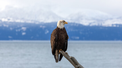 Bald Eagle with dirty crest Perched on Driftwood overlooking Kachemak Bay and Snowy Mountains, Homer, Alaska