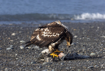 Bald Eagle juvenile with open beak Feeding on Sea Otter Carcass on Black Sand Beach, Homer Spit, Alaska