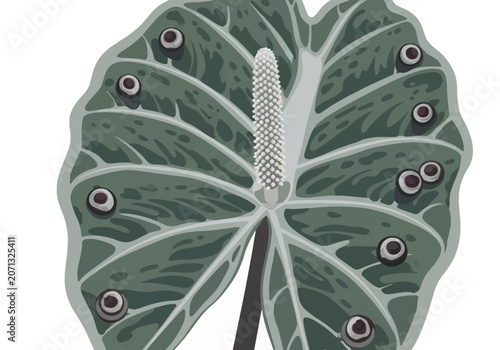 Detailed vector illustration of Alocasia Silver Dragon leaf, white spadix, textured dark green foliage, light veins, and stylized circular spots on a plain white background.