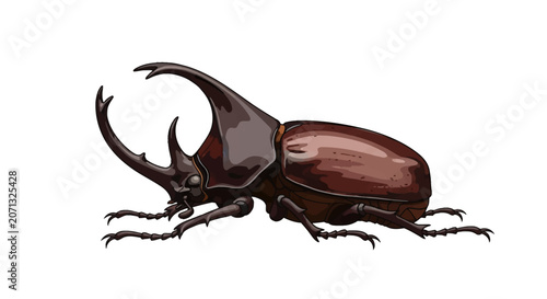 Vector illustration of a five-horned rhinoceros beetle (Eupatorus gracilicornis) isolated on white background. Side view showing large thoracic horns and brown elytra shell.