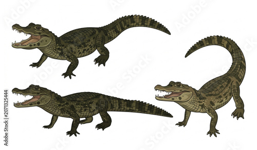 Photos Young Spectacled Caiman Vector Set with Wildlife Reptile Illustrations