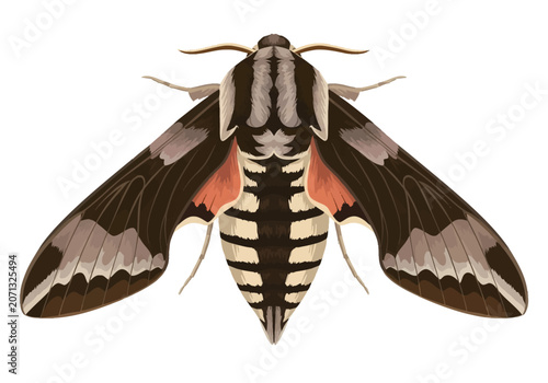 Detailed illustration of a Spurge Hawk-moth (Hyles euphorbiae) in top view, featuring brown patterned wings, pink hindwings, and a striped abdomen, isolated on a white background.