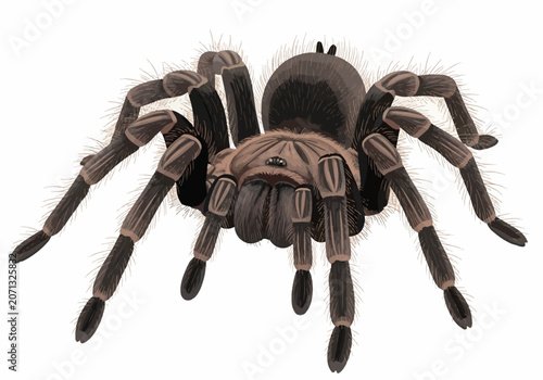 Detailed vector illustration of a large brown and black hairy tarantula spider featuring thick bristly legs, segmented body, and multiple eyes, isolated on white background.