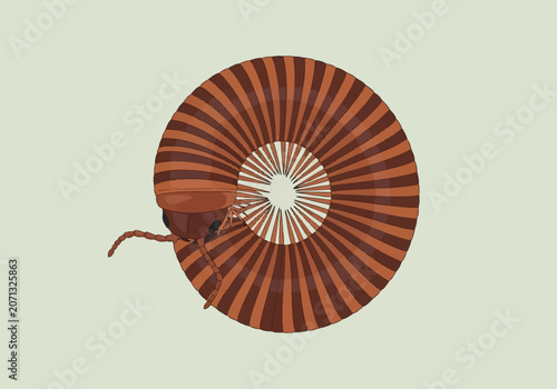 Vector illustration of a millipede curled in defensive spiral, displaying alternating dark brown and orange body segments with visible legs and antennae against a light background.