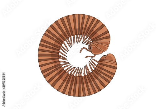 Vector illustration of a brown millipede curled into a spiral defensive position isolated on a white background showing segmented body and numerous small legs and antennae.