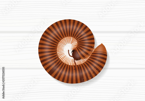 Vector illustration of a brown striped millipede curled in a defensive spiral on white wooden planks. Detailed view of segmented body, multiple legs, and coiled arthropod anatomy.