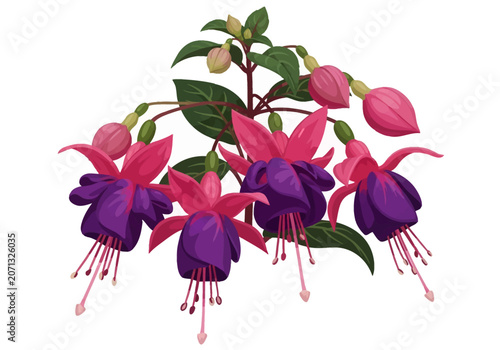 Botanical vector illustration of fuchsia flowers with pink sepals and deep purple petals on a stem with green leaves and closed buds, isolated against a white background.