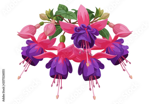 Vector illustration of purple and pink fuchsia flowers hanging with green leaves and buds, isolated on white background, showing detailed petals and long hanging stamens.