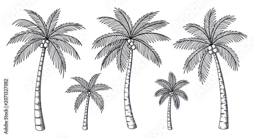 Tropical coconut palm trees set in hand drawn etched style