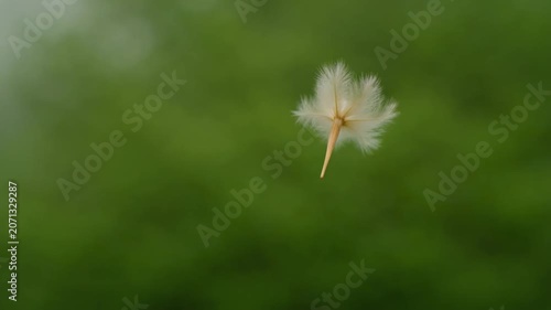 The video captures the delicate moment of a single dandelion seed floating freely in the air