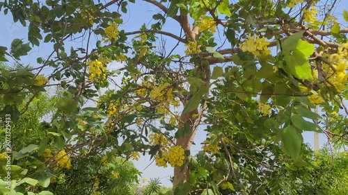 yellow leaves on a branch