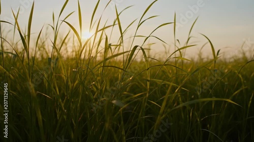 The video features a serene scene of tall grass or crops swaying gently in the breeze during sunset or sunrise
