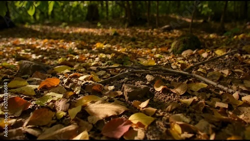 The video showcases a close up view of a forest floor covered with fallen leaves in various shades of brown, yellow, and orange, indicating an autumn setting