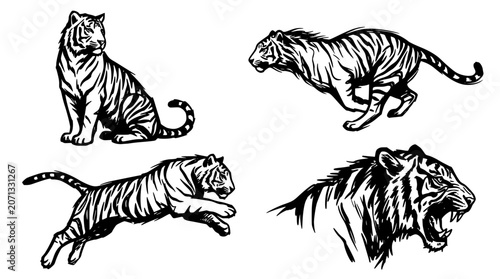 Konstfotografi Vintage hand drawn tiger vector collection featuring dynamic wild cat poses incl